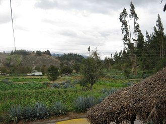 Das Naturtreppendach mit
                                  Aussicht