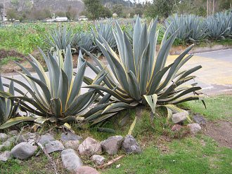 Cabuya neben der Sitzgruppe