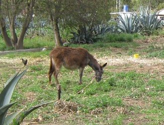 Esel am Pflock, Nahaufnahme