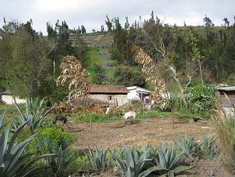 Feld, saubere Schweine und Landschaft