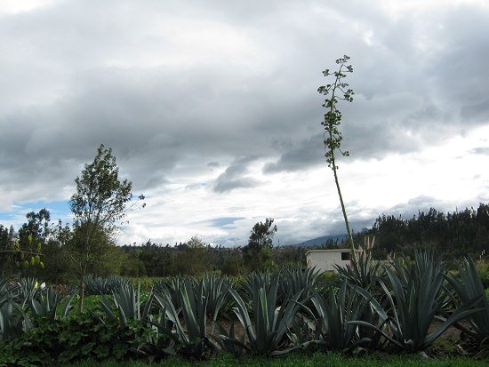 Cabuyabl�te und wilde Wolken