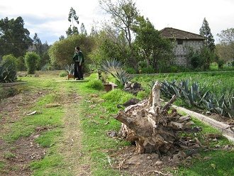 Grosse Wurzel neben Bew�sserungskanal