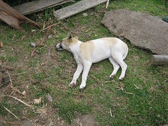 Ein Hund ruht am Boden