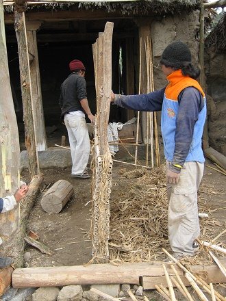Eine Wand mit Schilfrohr (Pfahlrohr,
                          Riesenschilf, span. carrizo) im Querschnitt