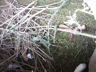 Meerschweinchengrube 02