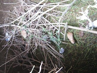 Meerschweinchengrube 03