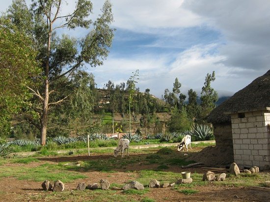 Steinzaun und weisse K�he