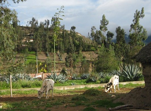 Weisse K�he und Cabuya