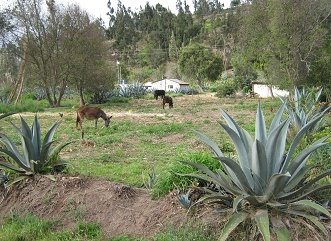 Cabuya y burros al poste