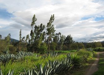 Feld, Feldweg mit Cabuya und Eukalyptus