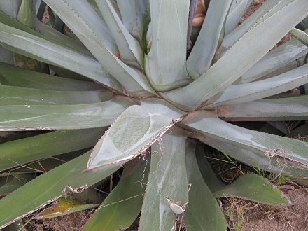 Cabuya, das Zentrum mit dem Blattansatz