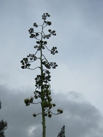 Bl�tenstand einer Cabuya, Grossaufnahme