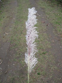 Chispa-Gras, Bl�te