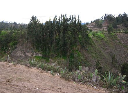 Eukalyptuswald im Ca�on