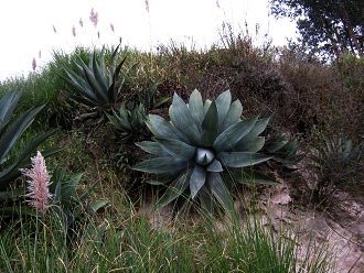 Cabuya, Frontalaufnahme