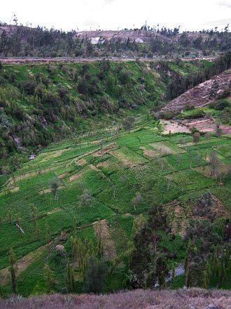 Felder im Ca�on mit Portrero-Kraut