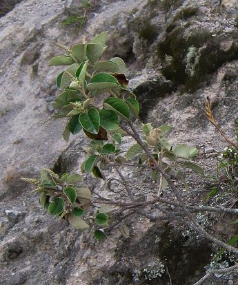 Romerillo, Nahaufnahme