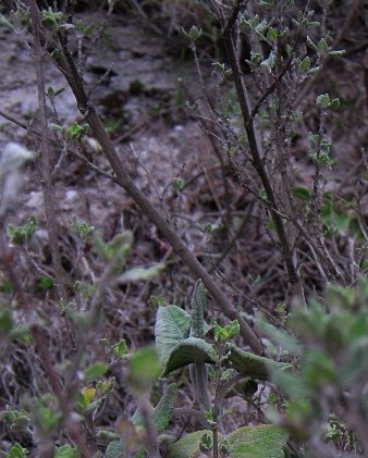 Romerillo mit Pfefferminzduft,
                          Nahaufnahme 01