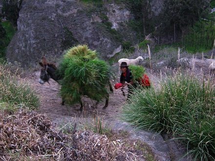 Campesina con burro transportando hierba de portrero