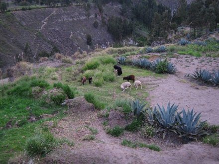 Bauersfrau mit Schafen