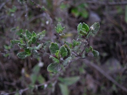 Romerillo con olor de menta, primer plano
                          02