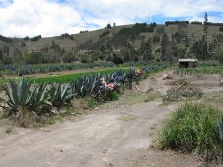 Cabuya als Kleiderst�nder