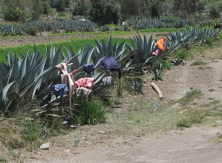 Cabuya als Kleiderst�nder, Nahaufnahme