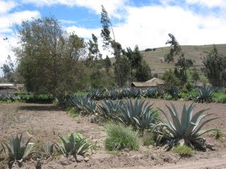Cabuya als Feldbegrenzung