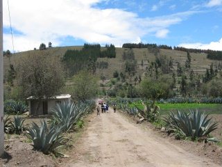 Feldweg, Cabuya und ein H�gel im
                                  Hintergrund