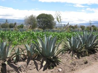 Cabuya, Maisfeld und B�ume