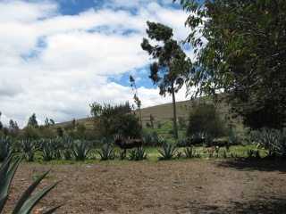 Feld, Kuhweide und Eukalyptus