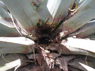 Cabuya-Bl�tter fehlen