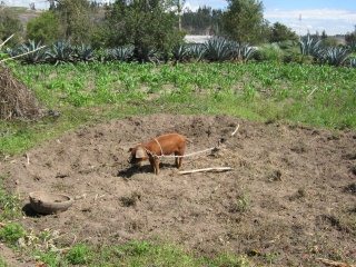 Schwein am Pflock 02