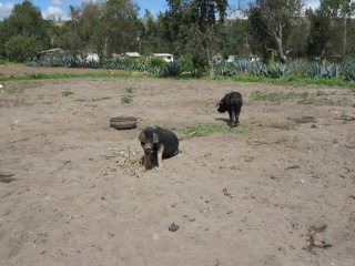 Schweine am Pflock 03