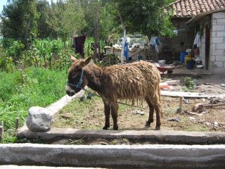 Esel mit Schlammschicht am
                                  Pflock