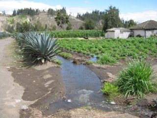 Feldbew�sserung 02