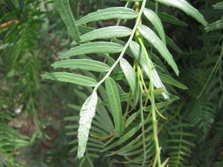 Strauch "Mushi",
                                  Nahaufnahme der Bl�tter