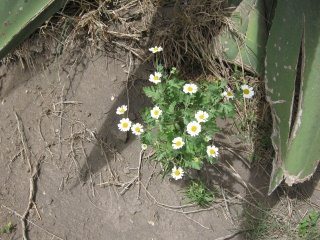 Bl�tenkraut Mutterkraut (Santa
                                  Maria) 01