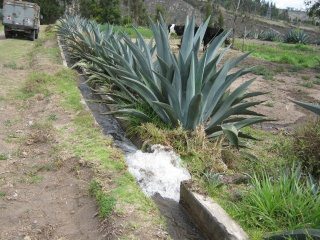 Feldbew�sserung 04