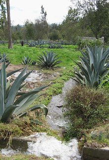 Feldbew�sserung 05