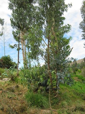 B�ume, und dazwischen eine
                                    Cabuya und vorne dran ein junger
                                    Eukalyptus