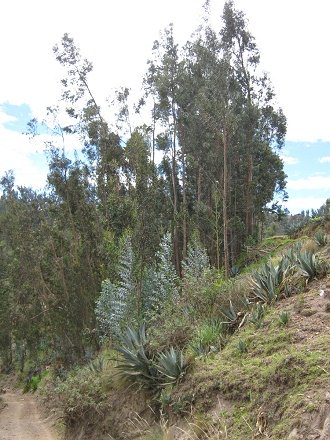 Cabuyas und junger Eukalyptus
                                    am Hang