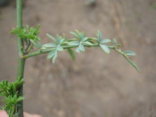 Kraut "Ruda", Nahaufnahme