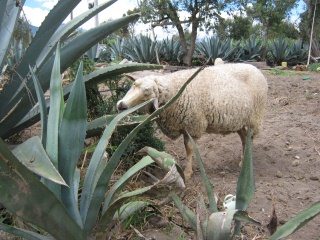 Una oveja se rasca con una cabuya