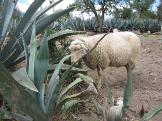 Schaf mit Cabuya