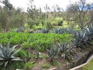 Kartoffelfeld mit Cabuya