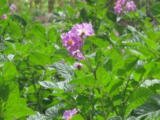 Violette Kartoffelbl�te