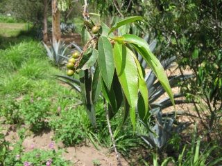 Gesunde Baumbl�tter