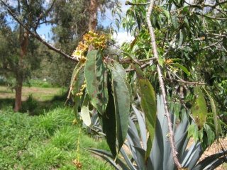 Kranke Baumbl�tter