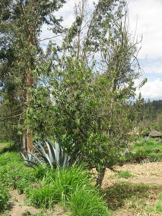 Weiden�hnlicher Baum